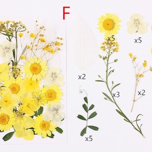May include: Assortment of pressed yellow flowers and greenery, including daisies, pansies, and sprigs of foliage. The flowers are arranged in a bouquet-like formation on a white background. The image includes text indicating the quantity of each type of flower.