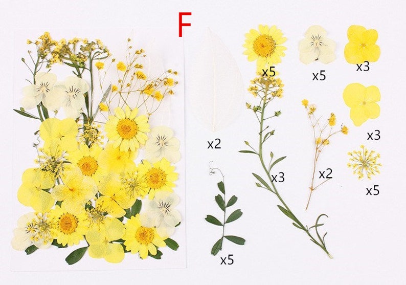 May include: Assortment of pressed yellow flowers and greenery, including daisies, pansies, and sprigs of foliage. The flowers are arranged in a bouquet-like formation on a white background. The image includes text indicating the quantity of each type of flower.