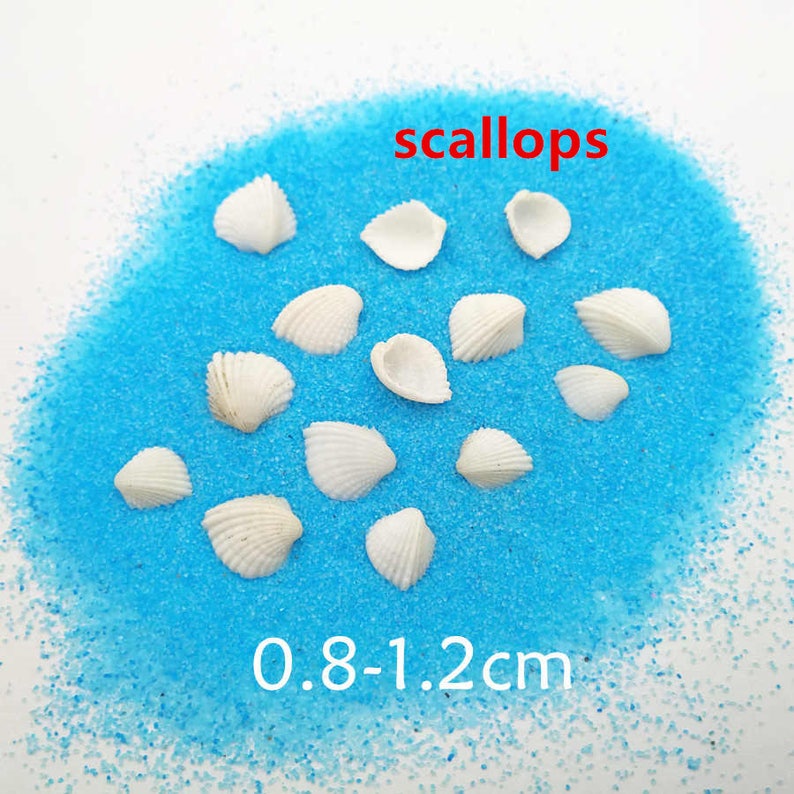 May include: A collection of 15 white scallop shells on a blue background. The shells are approximately 0.8 to 1.2 inches in size. The text "scallops" is written in red above the shells.