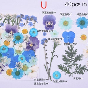 Puede incluir: Una colecci&oacute;n de 40 flores y hojas prensadas en varios tonos de azul, blanco y verde. Las flores incluyen nomeolvides, pensamientos, margaritas y aliento de beb&eacute;. Las hojas son verdes y de aspecto de helecho. El texto "U 40pcs in pack" est&aacute; impreso en la parte superior de la imagen.