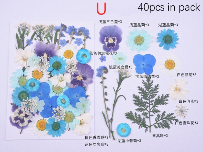 Puede incluir: Una colecci&oacute;n de 40 flores y hojas prensadas en varios tonos de azul, blanco y verde. Las flores incluyen nomeolvides, pensamientos, margaritas y aliento de beb&eacute;. Las hojas son verdes y de aspecto de helecho. El texto "U 40pcs in pack" est&aacute; impreso en la parte superior de la imagen.