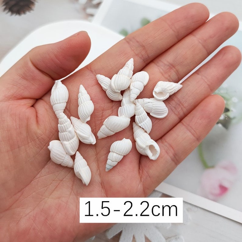 May include: A collection of small, white seashells, ranging in size from 1.5 to 2.2 centimeters. The shells are smooth and have a natural, organic shape.