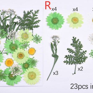 Puede incluir: Un paquete de 23 flores y hojas prensadas para manualidades. El paquete incluye cuatro flores verdes parecidas a margaritas, cuatro flores verde claro parecidas a margaritas, tres flores amarillas parecidas a margaritas, tres ramilletes de peque&ntilde;as flores blancas, dos ramilletes de hojas verdes parecidas a helechos, dos ramilletes de hojas verdes parecidas a helechos m&aacute;s grandes y cinco ramilletes de peque&ntilde;as hojas verdes. El texto "23pcs in pack" est&aacute; impreso en el fondo blanco.