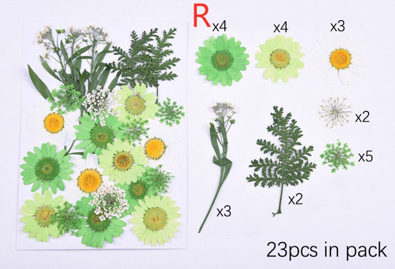 Puede incluir: Un paquete de 23 flores y hojas prensadas para manualidades. El paquete incluye cuatro flores verdes parecidas a margaritas, cuatro flores verde claro parecidas a margaritas, tres flores amarillas parecidas a margaritas, tres ramilletes de peque&ntilde;as flores blancas, dos ramilletes de hojas verdes parecidas a helechos, dos ramilletes de hojas verdes parecidas a helechos m&aacute;s grandes y cinco ramilletes de peque&ntilde;as hojas verdes. El texto "23pcs in pack" est&aacute; impreso en el fondo blanco.