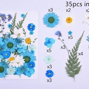 May include: A collection of 35 pressed flowers and ferns, including blue and white daisies, blue forget-me-nots, and green ferns. The flowers are arranged on a white background and labeled with the number of pieces in each pack.