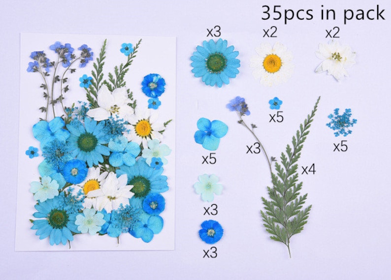 May include: A collection of 35 pressed flowers and ferns, including blue and white daisies, blue forget-me-nots, and green ferns. The flowers are arranged on a white background and labeled with the number of pieces in each pack.