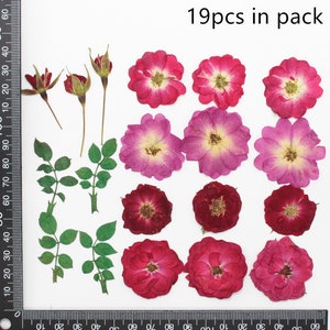 May include: A collection of 19 dried rose petals and buds in various shades of pink and red. The petals are arranged on a white background with a ruler for scale.  19pcs in pack.