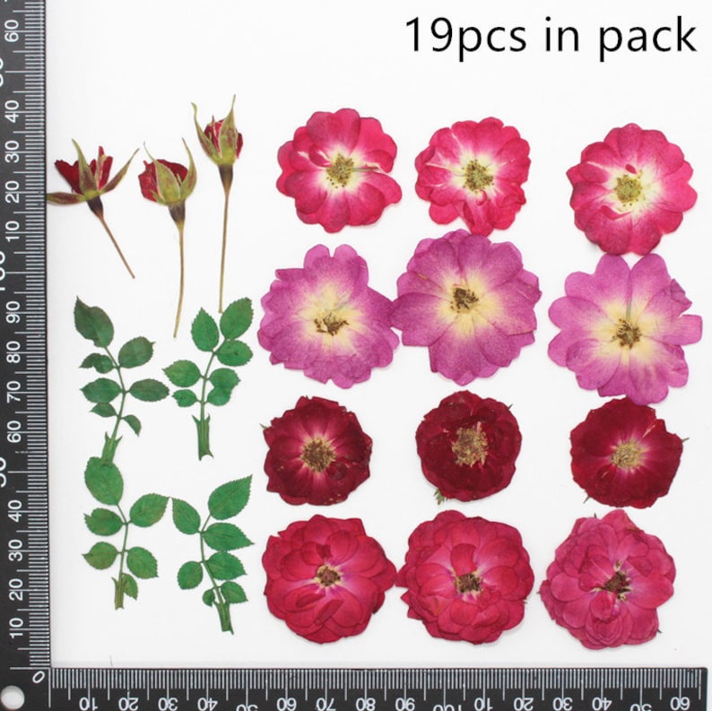 May include: A collection of 19 dried rose petals and buds in various shades of pink and red. The petals are arranged on a white background with a ruler for scale.  19pcs in pack.