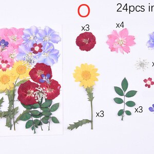 Puede incluir: Un paquete de 24 flores secas prensadas, que incluyen flores rojas, rosas, azules, amarillas y verdes. Las flores est&aacute;n dispuestas en una cuadr&iacute;cula con la cantidad de cada tipo que se muestra debajo.