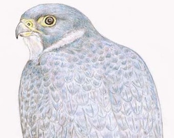 Peregrine - Blank Card