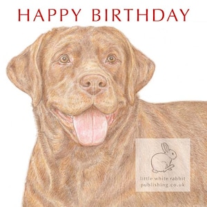 Bruno the Chocolate Labrador - Birthday Card