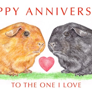 Cavia's neus tot neus - jubileumkaart