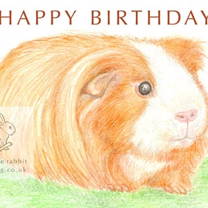 Ambre le cochon d'Inde - Carte d'anniversaire