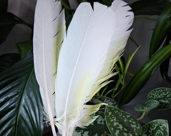 Assorted Cockatoo Parrot Wing Feathers, White and Yellow