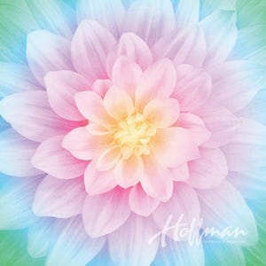 Può includere: Primo piano di un fiore di dalia con petali a strati nei toni del rosa, giallo e blu. Il centro del fiore è giallo tenue, che sfuma in rosa e blu ai bordi. La parola "Hoffman" è scritta in bianco.