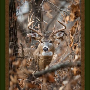 Deer, Hidden Buck, panel,44&quot; wide Listed @1 yard 100% cotton