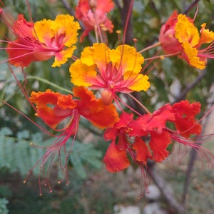 Red Bird of Paradise Pride of Barbados flower seeds 20 heirloom organic Seeds paradise flower low water seeds for gardening plant lover gift