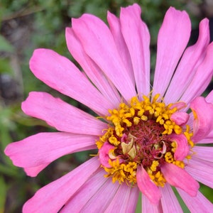 Zinnia Seed Pink Orange Flower Seed mix color heirloom garden plant seed butterfly garden organic seed cut flower seed pack plant lover gift