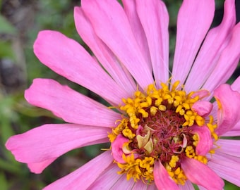 Zinnia Seed Pink Orange Flower Seed mix color heirloom garden plant seed butterfly garden organic seed cut flower seed pack plant lover gift
