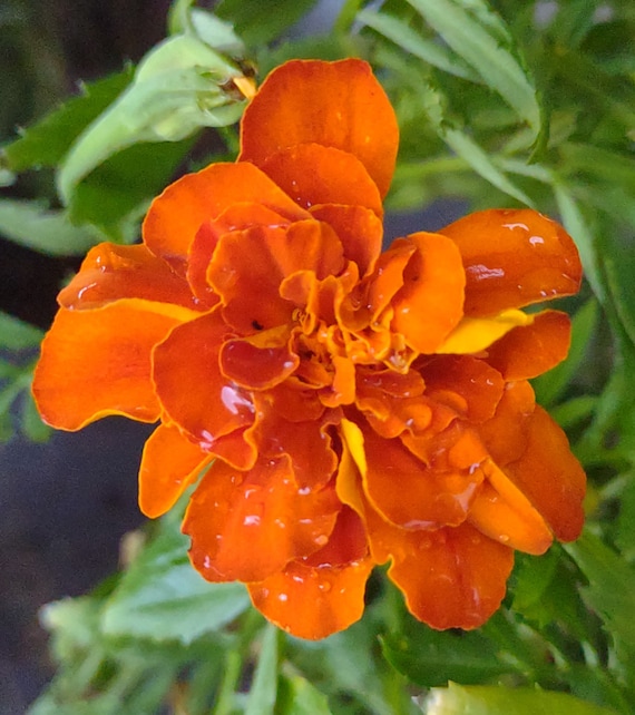 Marigold Seeds Heirloom Organic Flowers Garden Seeds Pest Control Flowers  Plant Garden Herb Edible Flower Butterfly Plant Gardening Gifts - Etsy