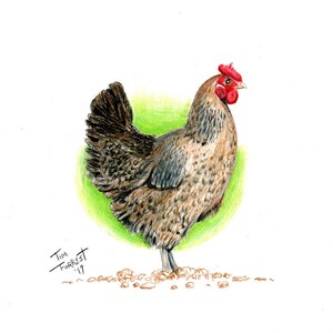 Hen print