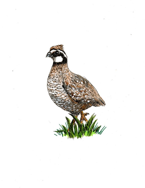 Bobwhite Quail original pen and ink drawing Etsy