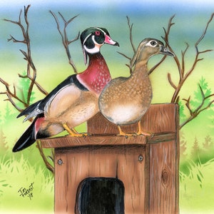 Wood duck couple on box print