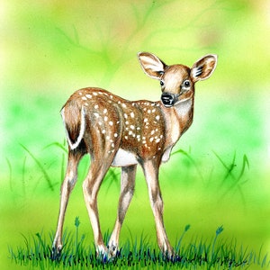 Fawn looking back art print