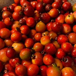 Strawberry Guava Seeds – Rare Tropical Fruit Tree – Psidium Cattleianum – Fast-Growing & Hardy – Grow Your Own Exotic Strawberry Guava