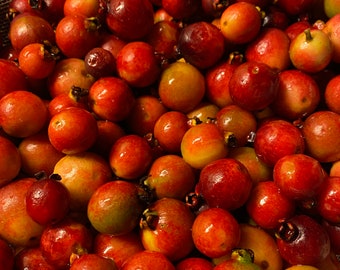 Strawberry Guava Seeds – Rare Tropical Fruit Tree – Psidium Cattleianum – Fast-Growing & Hardy – Grow Your Own Exotic Strawberry Guava