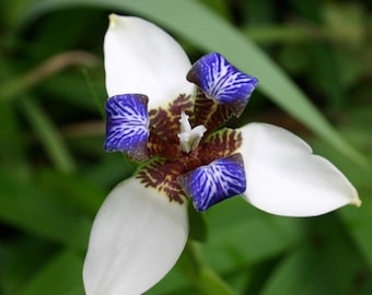Walking Iris Bundle (4 Plants) – Rare White & Blue Flowers – Neomarica Gracilis – Easy to Grow Tropical Perennial