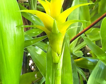 Yellow Bromeliad Plant – Rare Tropical Houseplant – Bright & Hardy Air-Purifying Plant – Low-Maintenance and Easy to Grow