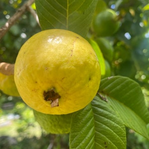 Guava Seeds – Grow Your Own Tropical Fruit Tree – Psidium Guajava – Rare & Hardy Exotic Fruit – High Germination Rate