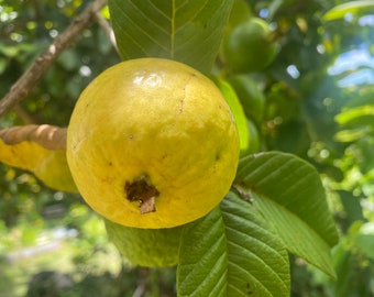 Guava Seeds – Grow Your Own Tropical Fruit Tree – Psidium Guajava – Rare & Hardy Exotic Fruit – High Germination Rate
