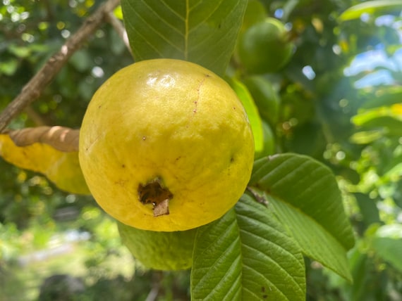 Guava Seeds – Grow Your Own Tropical Fruit Tree – Psidium Guajava – Rare & Hardy Exotic Fruit – High Germination Rate