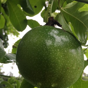 May include: A close-up of a green passion fruit, speckled with white dots, hanging from a vine with large green leaves. The fruit is round and appears fresh, with a slightly textured surface. The background is blurred, suggesting a natural outdoor setting.