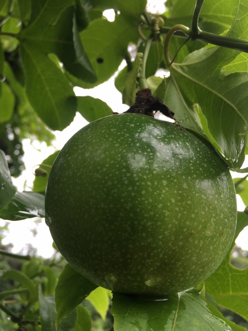 May include: A close-up of a green passion fruit, speckled with white dots, hanging from a vine with large green leaves. The fruit is round and appears fresh, with a slightly textured surface. The background is blurred, suggesting a natural outdoor setting.