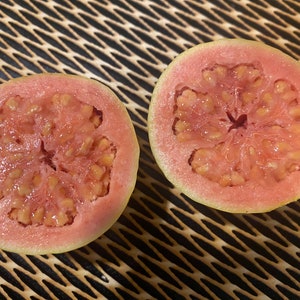 Guava Seeds – Grow Your Own Tropical Fruit Tree – Psidium Guajava – Rare & Hardy Exotic Fruit – High Germination Rate image 2