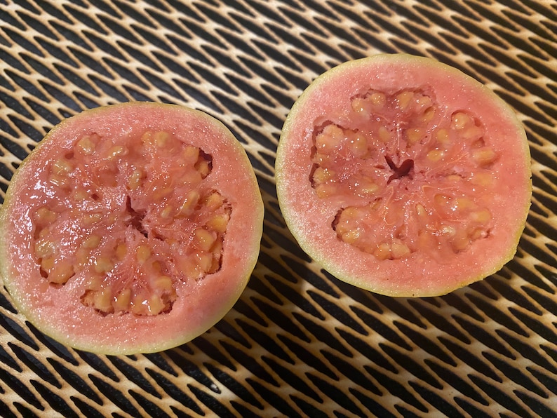 Guava Seeds – Grow Your Own Tropical Fruit Tree – Psidium Guajava – Rare & Hardy Exotic Fruit – High Germination Rate image 2