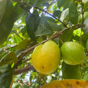 Guava Seeds – Grow Your Own Tropical Fruit Tree – Psidium Guajava – Rare & Hardy Exotic Fruit – High Germination Rate image 3