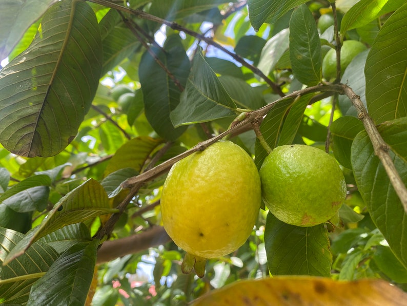Guava Seeds – Grow Your Own Tropical Fruit Tree – Psidium Guajava – Rare & Hardy Exotic Fruit – High Germination Rate image 3