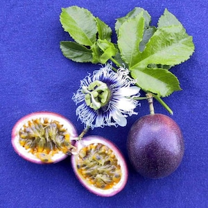 May include: A still-life image of passion fruit and its flower against a blue background. One whole, dark purple passion fruit is next to two halves of a passion fruit, revealing the yellow pulp and seeds. A passion flower and green leaves are also present.