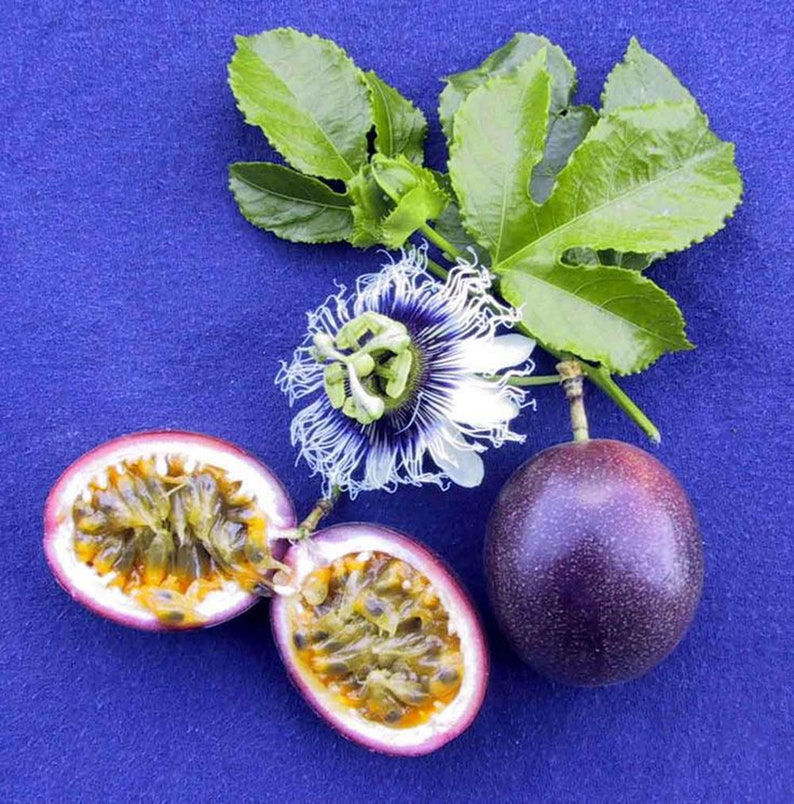 May include: A still-life image of passion fruit and its flower against a blue background. One whole, dark purple passion fruit is next to two halves of a passion fruit, revealing the yellow pulp and seeds. A passion flower and green leaves are also present.