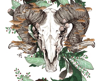 Ram Skull - Art Print