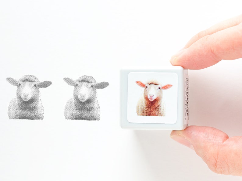Real photo stamp -Sheep- image 1