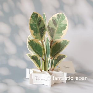 Cartão de felicitações/ Cartão florido -ficus altissima-