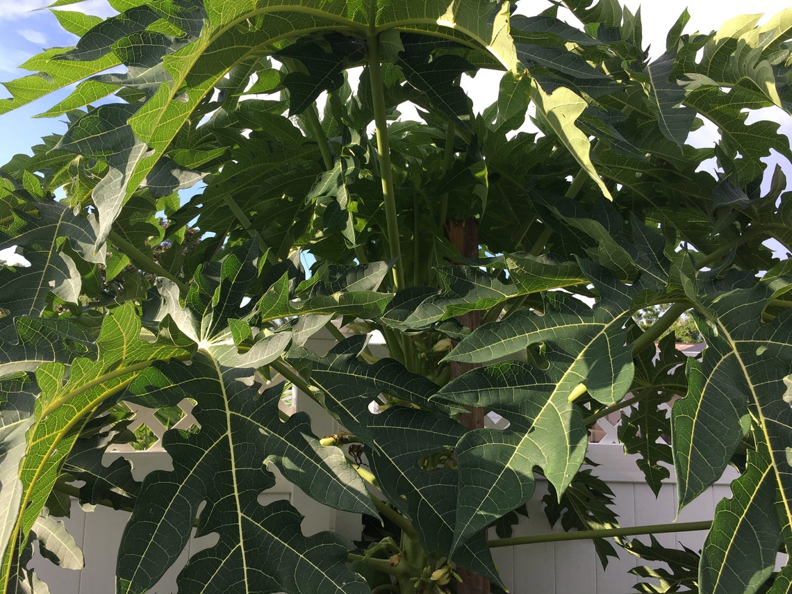 Fresh Papaya Fresh Leaves Organic with Stem 1lbs 34 Etsy