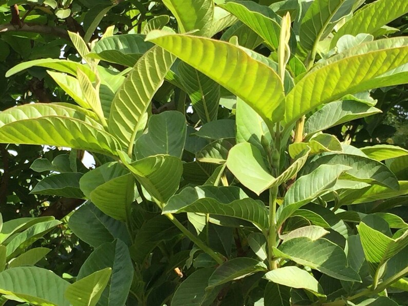 Fresh Guava Leaves Harvest Local in Florida Great for Tea