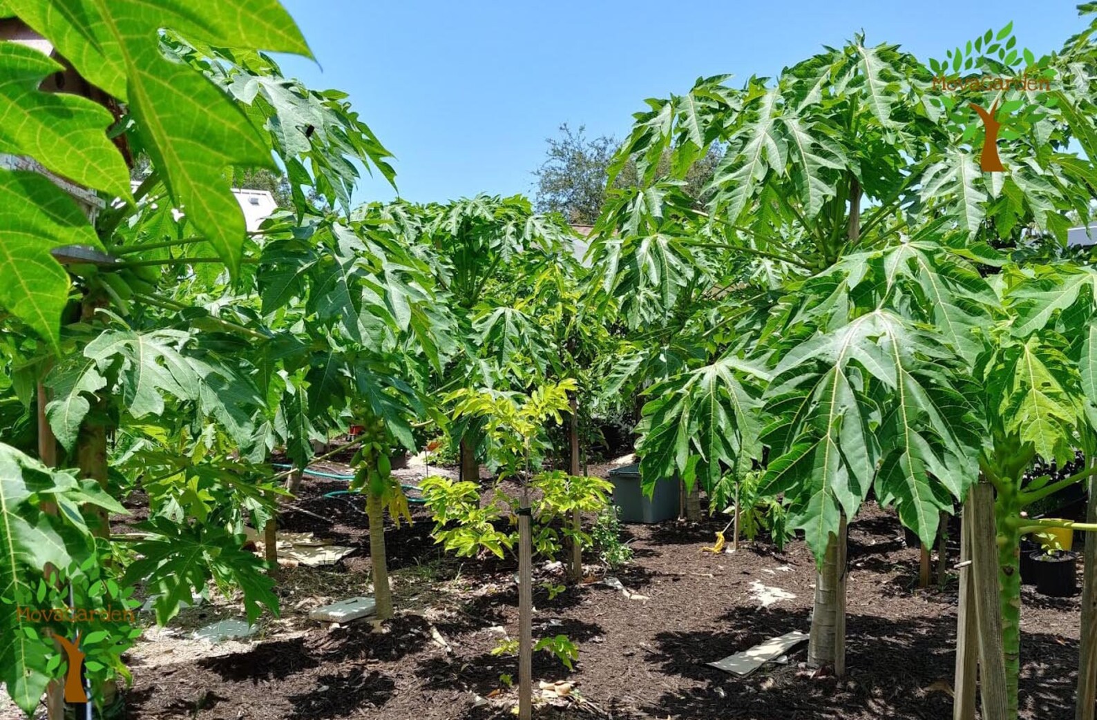 Fresh Papaya Fresh Leaves Organic with Stem 1lbs 34 Etsy