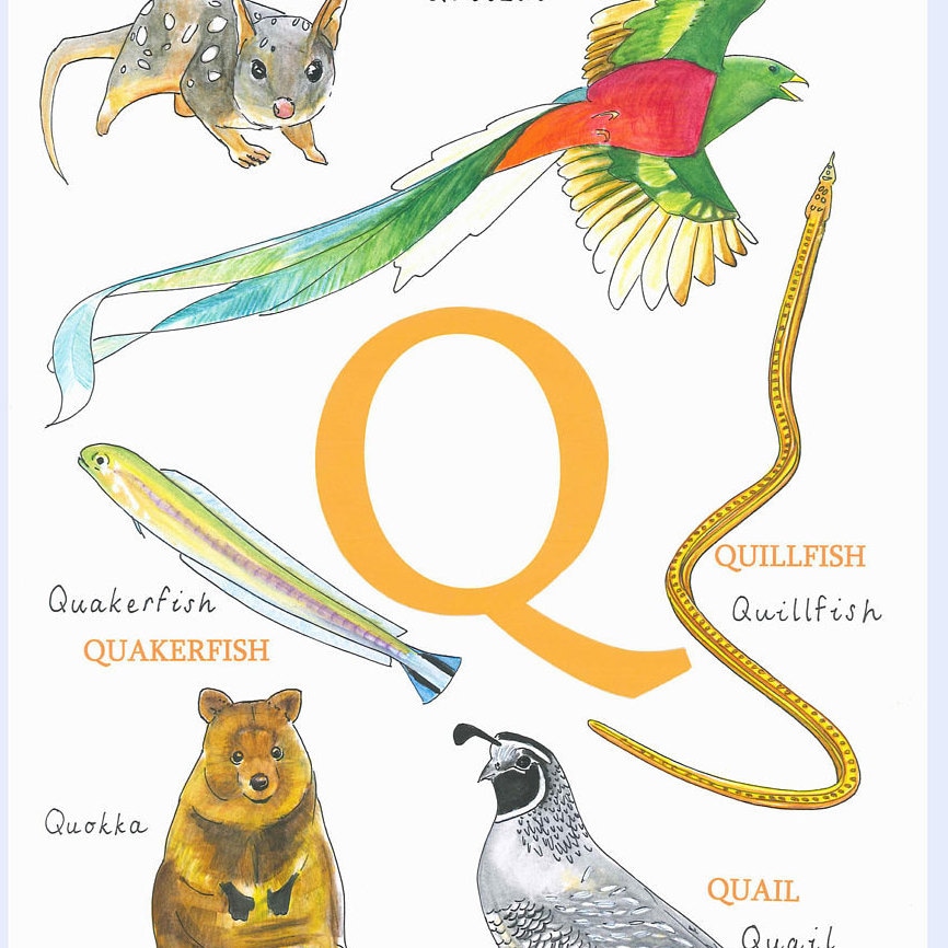 Animal Alphabet Letter Q Childrens Print Baby 1st Etsy